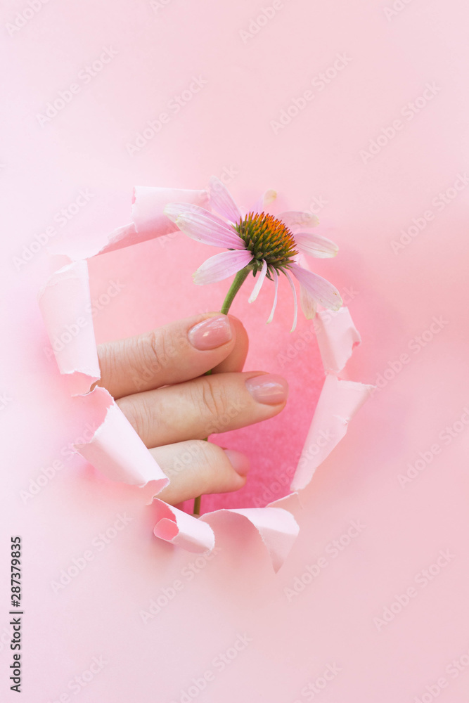 Beautiful hand of a woman holding echinacea in torn paper hole on pink background - obrazy, fototapety, plakaty 