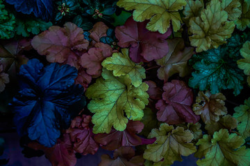 Canvas Print - Green leaf background background, natural background and wallpaper in the flower dome Singapore.