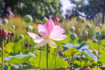 Wall Mural - Beautiful pink waterlily or lotus flower in pond. - Image