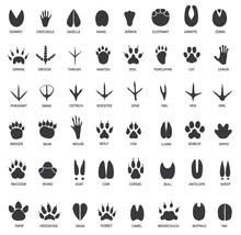 Animal Tracks. Footprints Of Swan, Llama And Donkey, Cat. Owl, Dog And Mouse, Dove And Zebra Paw Prints Isolated Vector Set. Illustration Track Wild, Bear And Wolf, Print Black Trail Crocodile Gazelle