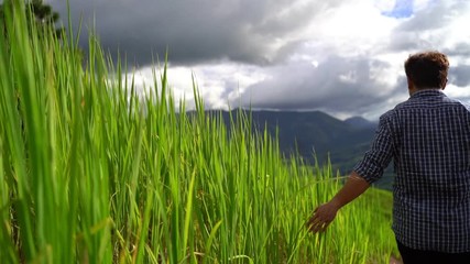 Wall Mural - farmer hand touches rice crop close up, male owner walking among beautiful green plantation in field on background of mountain