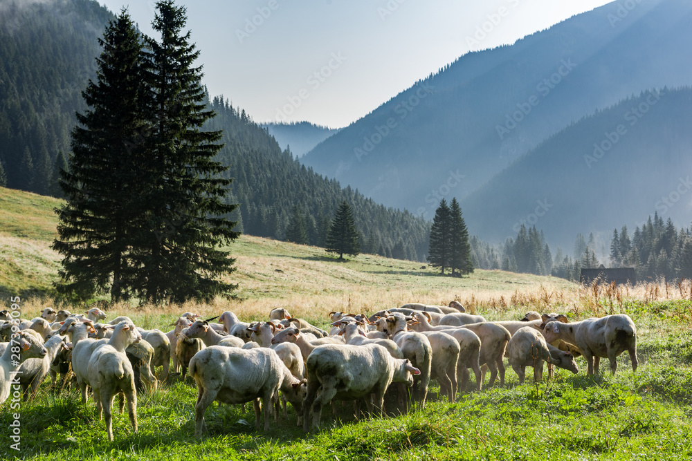 Sheep grazing on Meadow at Early Morning in Tatras Mountains Chocholowska Valley,Poland - obrazy, fototapety, plakaty 