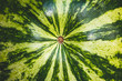 Close up shot of big round green striped watermelon. For background