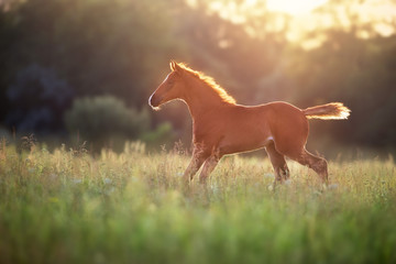 Wall Mural - beautiful red foal run and fun on spring green sunrise field