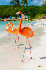 Naklejka fauna zwierzę ptak egzotyczny flamingo