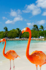 Naklejka ptak flamingo natura