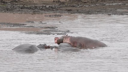 Sticker - hippos in pool and mud in kriger park south africa