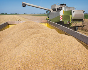 Canvas Print - combine harvester during barley harvest in the countryside of north groningen in the netherlands