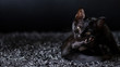 Süßes kleines schwarzes Katzenbaby / Kätzchen