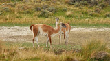 Fototapeta  - Lama animal in the wilderness of Patagonia, Chile.