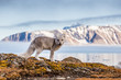 Lis polarny na jesiennej tundrze Spitsbergenu