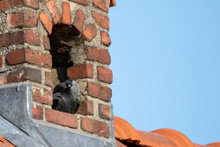 A Portrait Of A Crow Sitting On Its Nest In A Brick Stone Chimney. It Is Like A Birdhouse Only With Some Dangers For The People Living There.