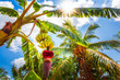 © robertharding - Banana tree in Vinales, Pinar del Rio Province, Cuba