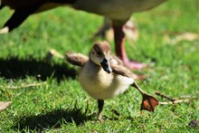 Close Shot Of A Cute Baby Duckling Standing In A Grassy Field With A Blurred Background