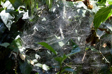 spider's net on a plant