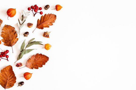 Autumn composition. Physalis flowers, eucalyptus leaves, rowan berries on white background. Autumn, fall, thanksgiving day concept. Flat lay, top view, copy space