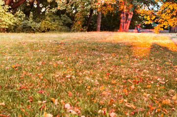 Wall Mural - City park with yellow leaves. Autumn decor. Close-up