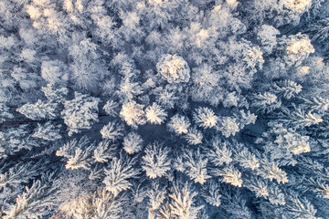 Poster - Christmas trees covered with snow