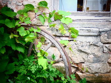 Wooden Wagon Wheel With Ivy On Stone Wall