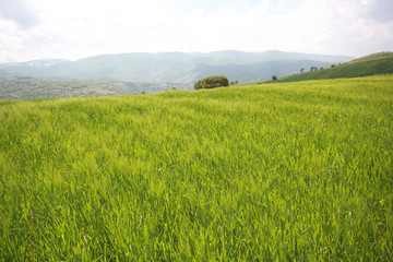 Poster - Rural landscape with wheat field