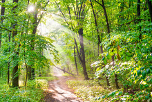 Green Forest With Autumn Trees, Footpath And Sun Light Through Leaves And Fog