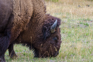 Wall Mural - closeup profile of an americab bison grazing in yellowstone national park