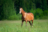 Fototapeta Konie - bay horse grazing in the summer field