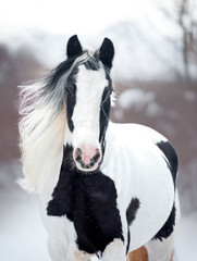 Wall Mural - irish cob runs free outdoors in winter portrait closeup