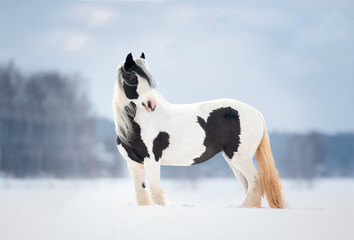 Wall Mural - irish cob runs free outdoors in winter