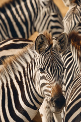 Wall Mural - Portrait of a zebra among his fellows.