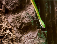 Baron's Green Racer Snake Coming Down