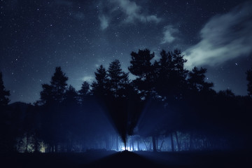 Wall Mural - silhouette of forest. stars at night sky landscape
