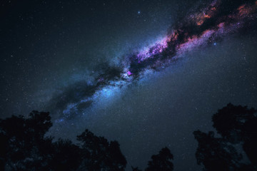 Wall Mural - milky way galaxy in universe astrophotography. silhouette of forest. stars and nebula at night sky l