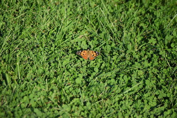 Wall Mural - Butterfly