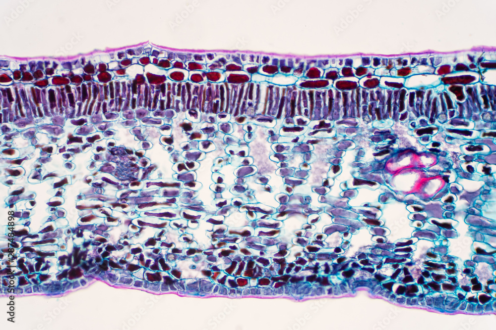 Cross section leaf of Plant under the microscope view. Stock Photo ...