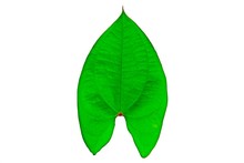 Sweet Potato Green Leaf Isolate On White Background.