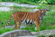 tiger in zoo