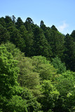 Fototapeta Las - 針葉樹と広葉樹の森