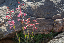 USA, Nevada, Clark County, Gold Butte National Monument, Jumbo Springs Wilderness Area. The Neon Pink Flowered Utah Beardtongue (Penstemon Utahensis) In The Virgin River Basin Are Transitional Hybrids