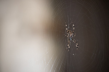 Spider and his cobweb.
