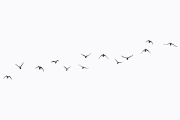 Wall Mural - silhouette of a flock of flying birds