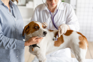 The veterinarian listens to the dog with a stethoscope.