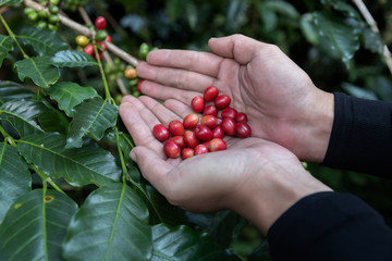 Wall Mural - Hand holding ripe coffee bean,Worker harvest Arabica Coffee Bean from coffee Tree