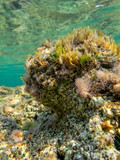 Fototapeta Do akwarium - Dead Sea Coral Hosting other forms of Life