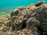 Fototapeta Do akwarium - Dead Sea Coral