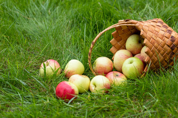 Basket with apples on the grass. Autumn Harvest