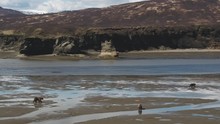 3 Alaskan Coastal Grizzly Brown Bears Walk On Tidal Flat Covered In Water With Cliff And Hills In Background. Aerial Drone Parallax.
