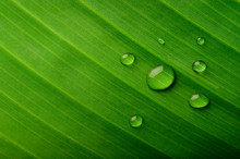 Many Drops Of Water Drop On Banana Leaves,selective Focus