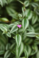 bright pink flowers bloomed in a beautiful garden