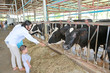 © zilvergolf - Mother and little Asian baby boy in cows farm while feeding cow on holiday with family.